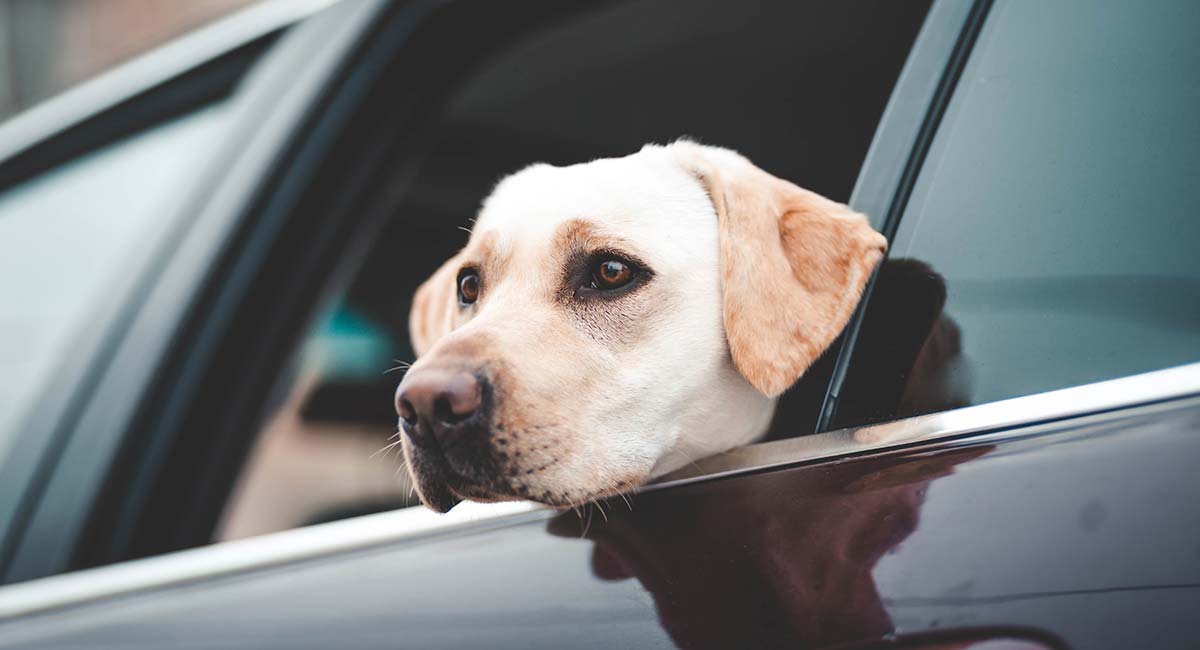 labrador car crate