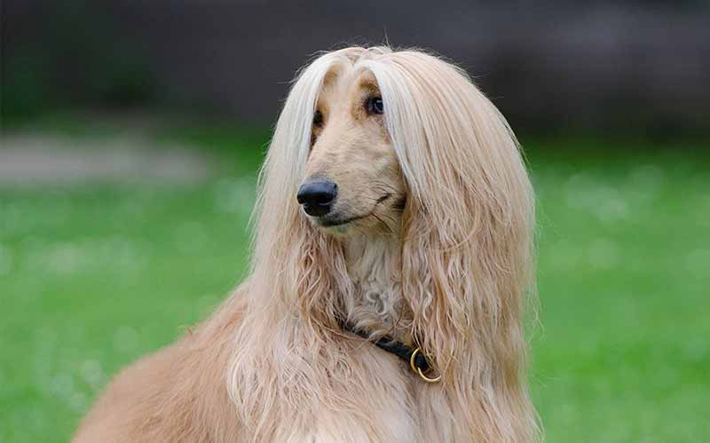 afghan hound