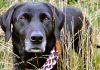 best dog bandanas for labradors