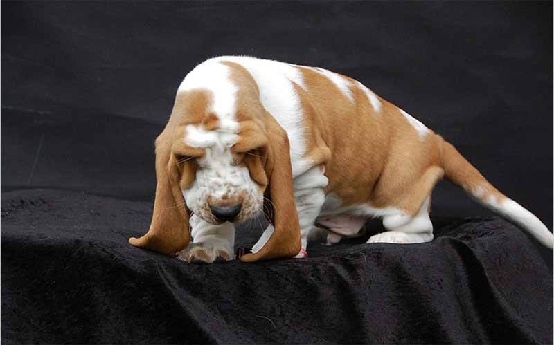 Sadly, Basset Hounds have a lot of health problems.