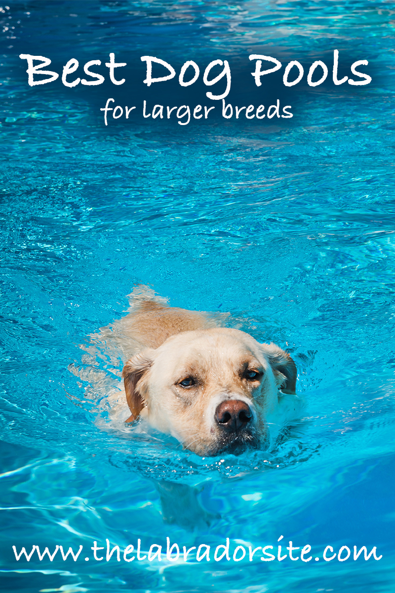 hard plastic dog pool