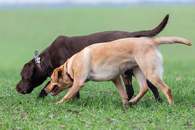 The best sniffer dogs are co-operative and easy to train