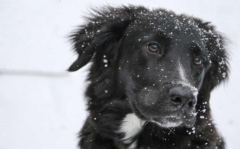 Border collie