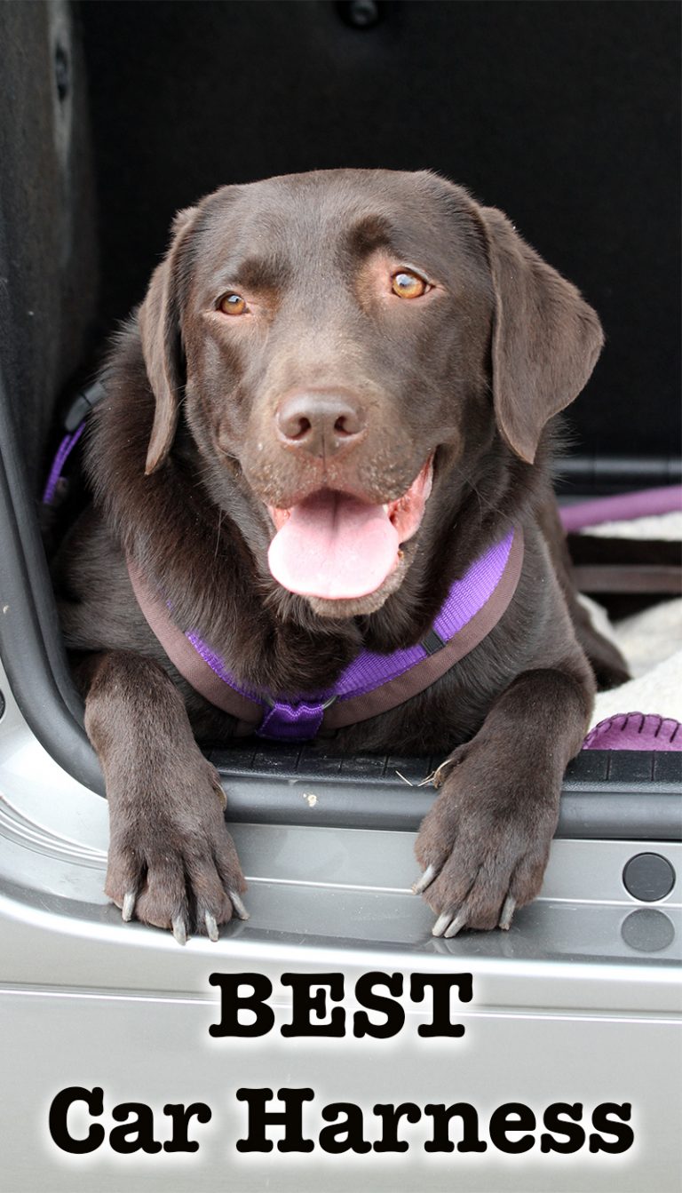 Best Dog Seat Belt and Car Harness Reviews A Guide To Dog Car Safety