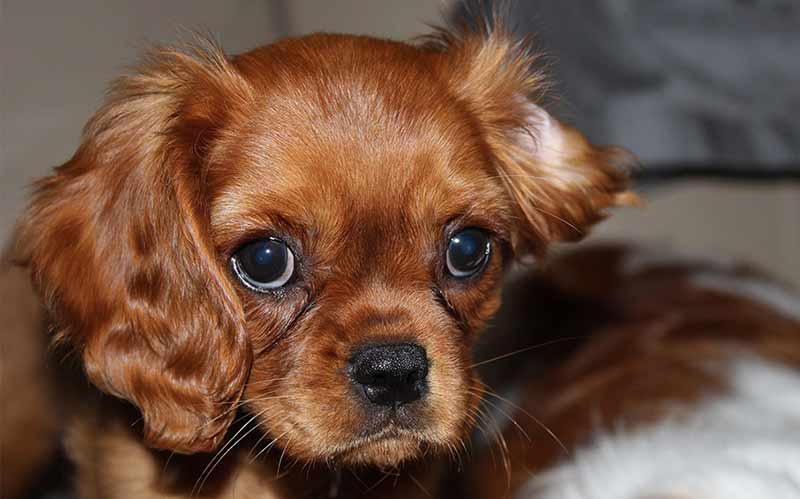 cavalier king charles spaniel