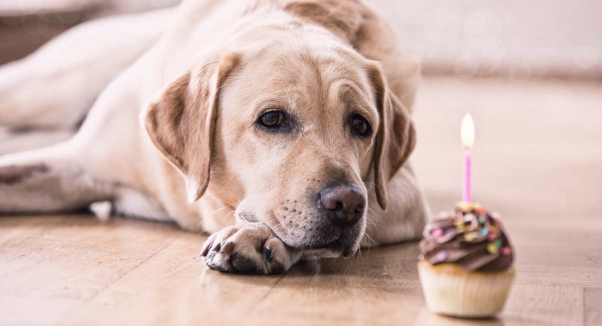 My Dog Ate Chocolate - What Do I Do Now