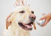 best dog baths for Labradors