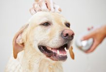 best dog baths for Labradors