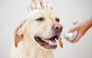 best dog baths for Labradors