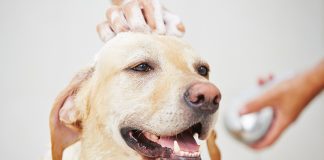 best dog baths for Labradors