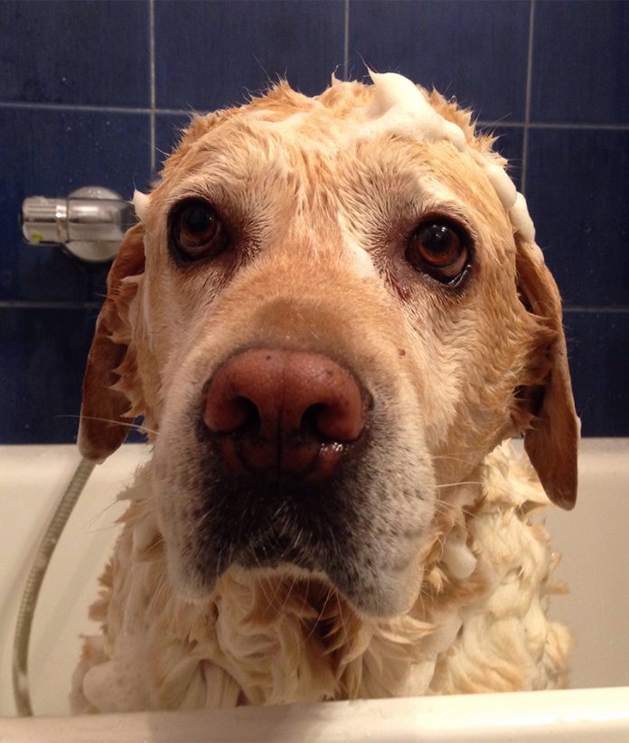 The Best Dog Bath For Labradors And Other Large Breeds