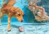 Best Dog Pools