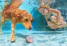 Best Dog Pools