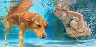 Best Dog Pools