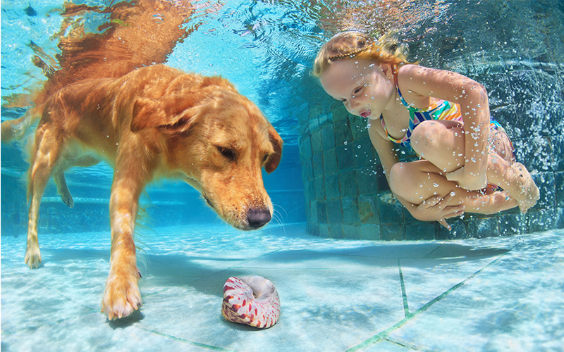 hard plastic paddling pool for dogs