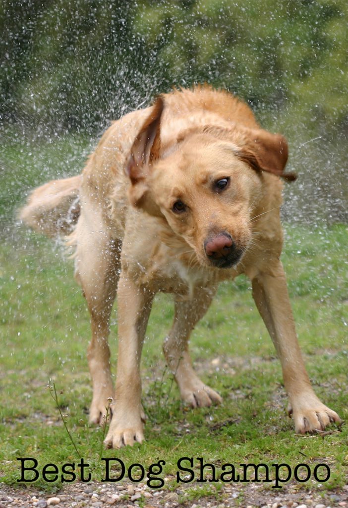 labrador shampoo