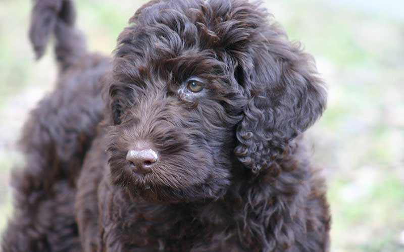 bichon frise x labrador