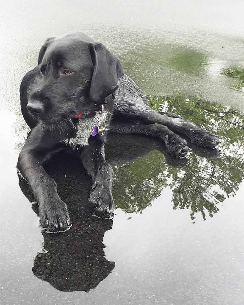 Lab x German Wirehaired Pointer. Photo by N Pappalardo.