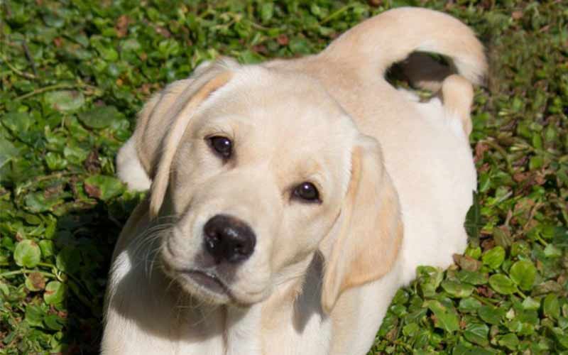 Goldador - golden retriever lab mix