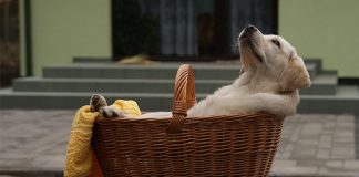 Best dog carriers for Labradors