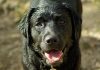 Best dog shampoo for Labradors