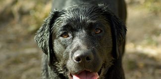 Best dog shampoo for Labradors