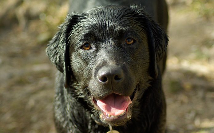 El mejor champú para perros para labradores