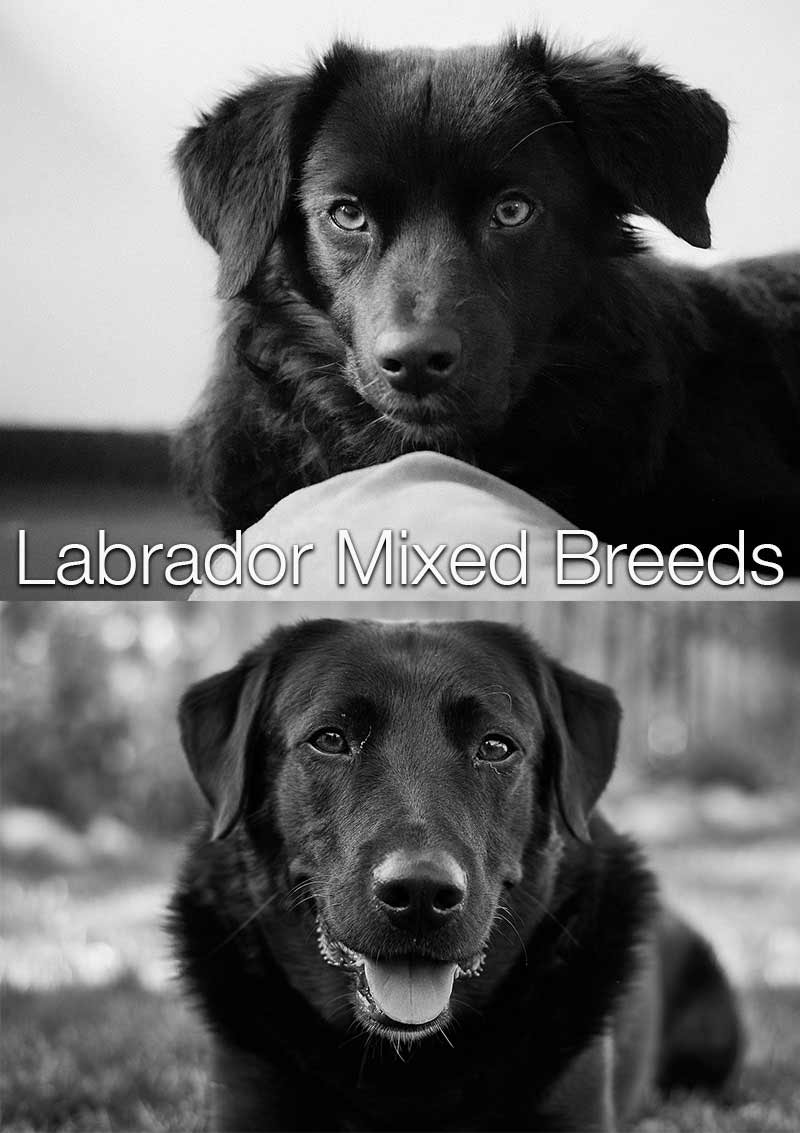 Labrador Mix Breed dogs are becoming very popular