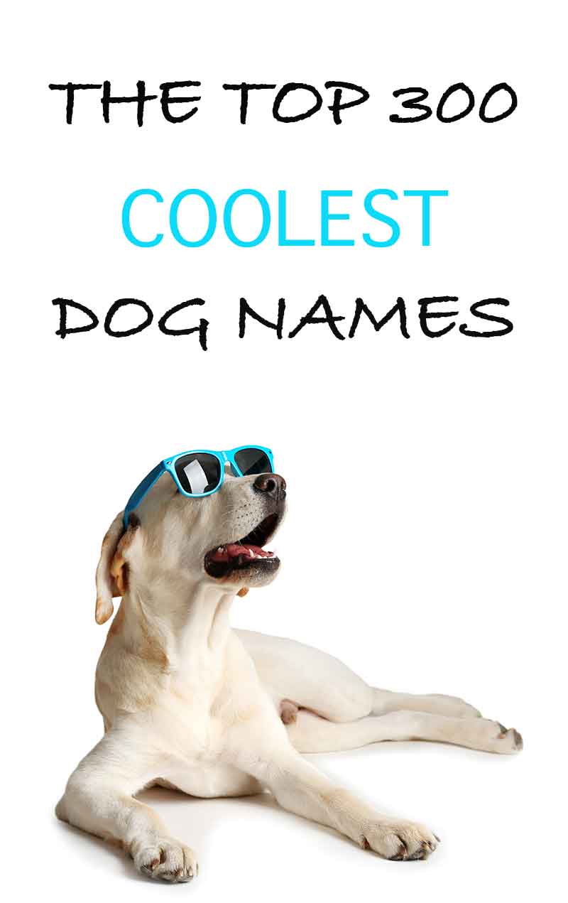 Cool Dog Names - 300 Awesome Puppy Name Ideas