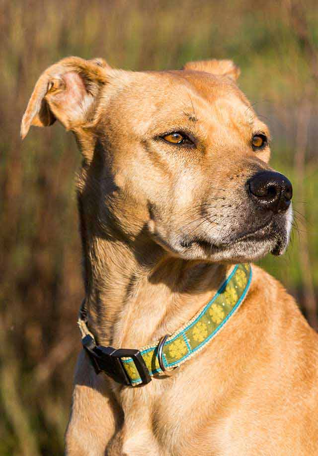 Pitbull Lab mix dog