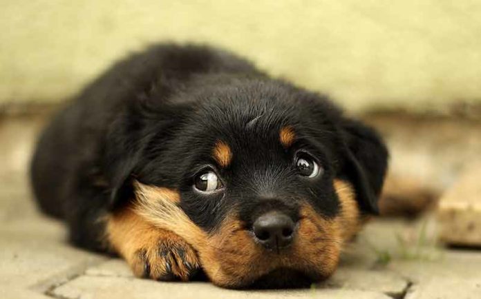 Labrador Rott Lab Mix: The Diverse Range of Labrador Cross Breeds