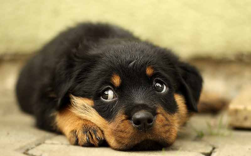 labrador x irish setter