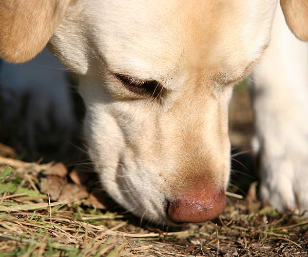 A dogs sense of smell isnt the only quality needed by a good tracking dog