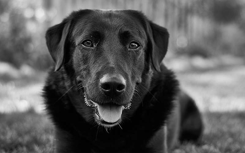 labrador cross breed askal