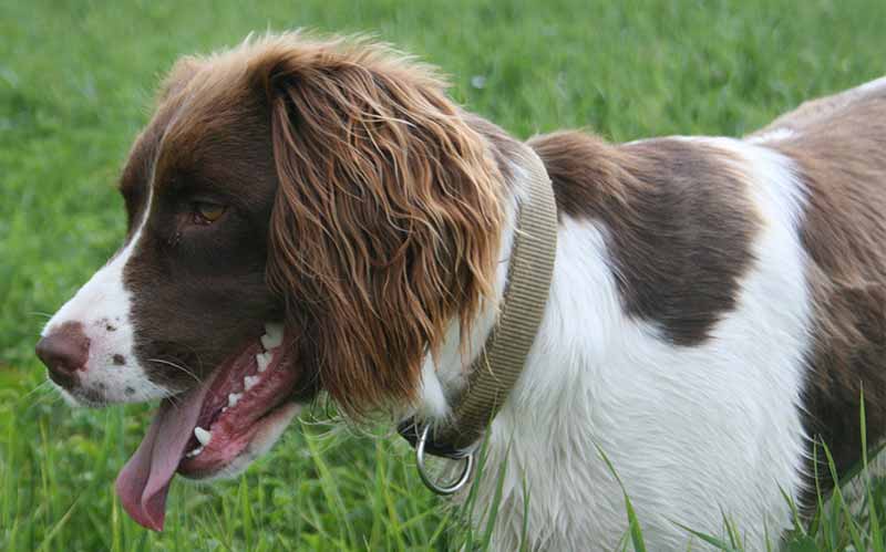 English Springer Spaniel