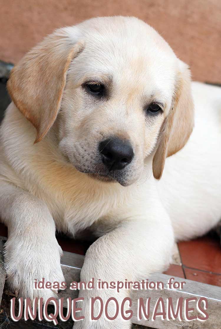 noms de chiens uniques - idées originales et inspiration pour nommer votre chiot