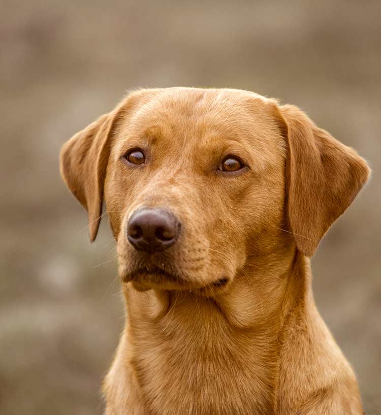 Unique dog names for red and orange colored dogs