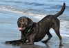 unique dog names - for black labs and other dogs