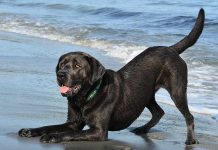 unique dog names - for black labs and other dogs