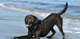 unique dog names - for black labs and other dogs