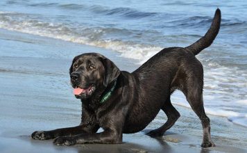 unique dog names - for black labs and other dogs