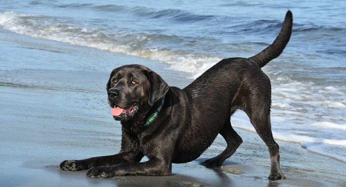 noms de chiens uniques - pour les laboratoires noirs et autres chiens