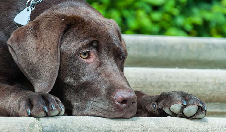 noms de chiens uniques pour les chiens bruns comme ce laboratoire de chocolat