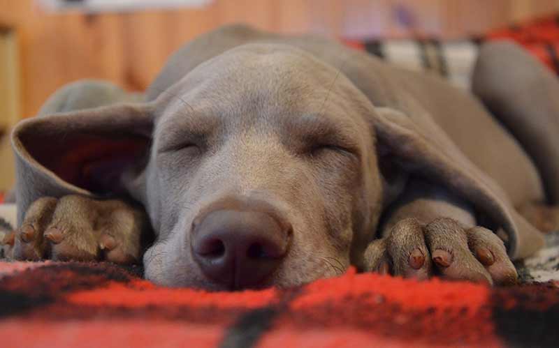 weimaraner a popular sporting breed