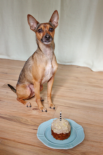 Dog Birthday Cake Recipe