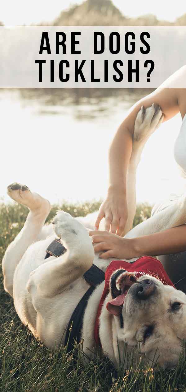 Are Dogs Ticklish?