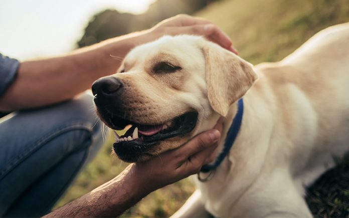 are dogs ticklish