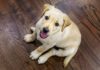 cute dog names