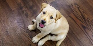 cute dog names