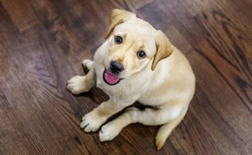 cute dog names